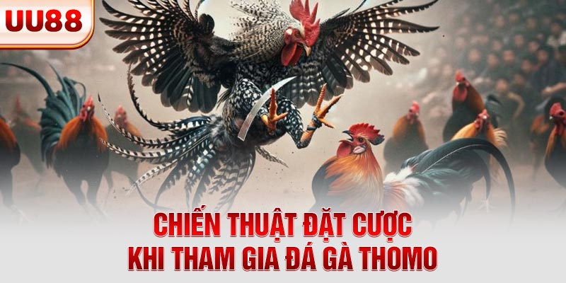 Chiến thuật đặt cược khi tham gia đá gà Thomo