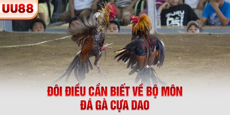 Đôi điều cần biết về bộ môn đá gà cựa dao