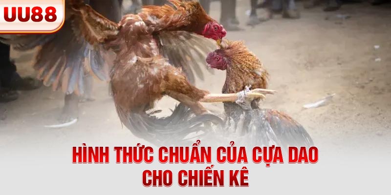 Hình thức chuẩn của cựa dao cho chiến kê