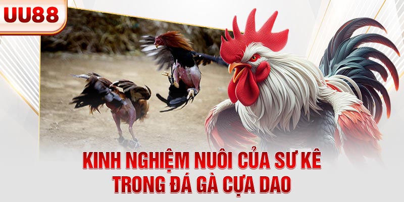 Kinh nghiệm nuôi của sư kê trong đá gà cựa dao