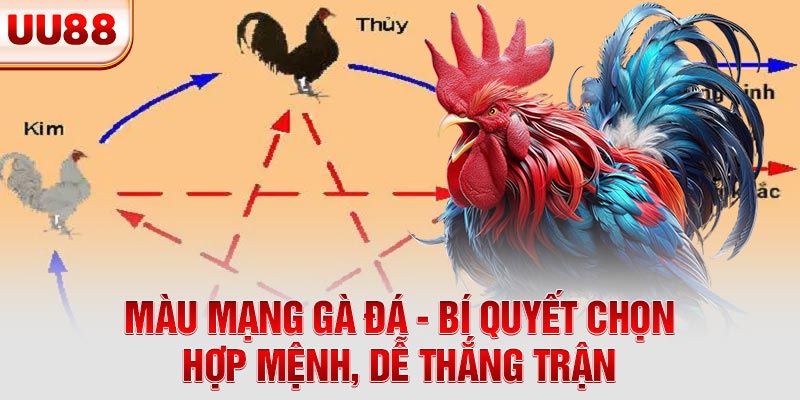 Màu Mạng Gà Đá - Bí Quyết Chọn Hợp Mệnh, Dễ Thắng Trận
