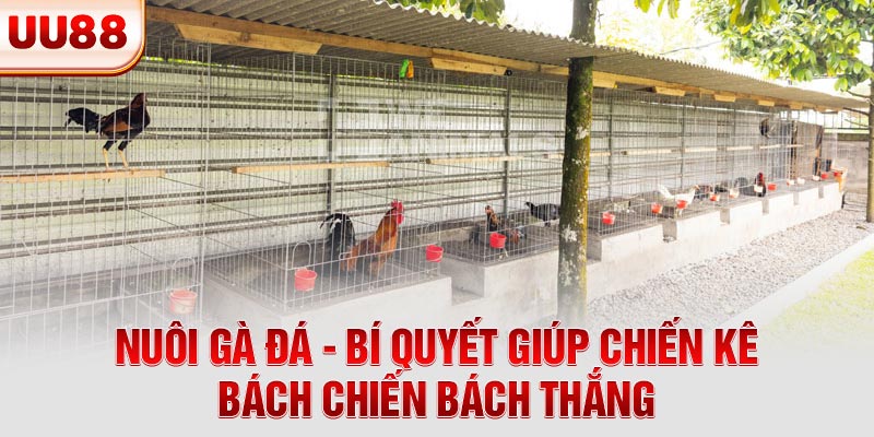 Nuôi Gà Đá - Bí Quyết Giúp Chiến Kê Bách Chiến Bách Thắng