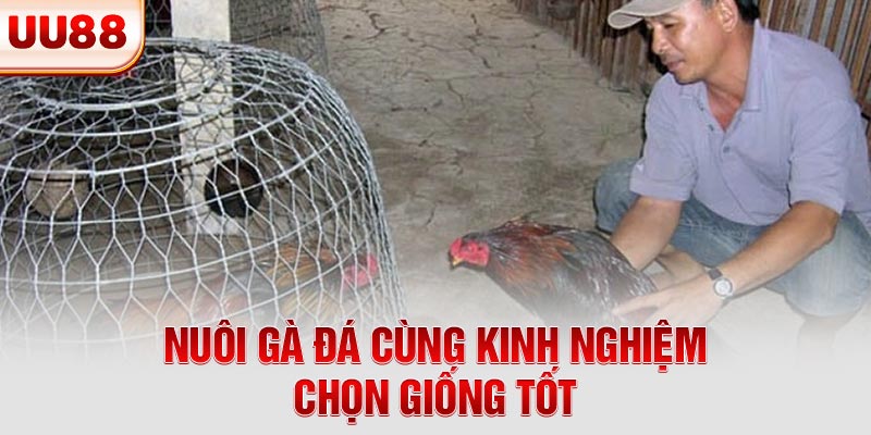 Nuôi gà đá cùng kinh nghiệm chọn giống tốt