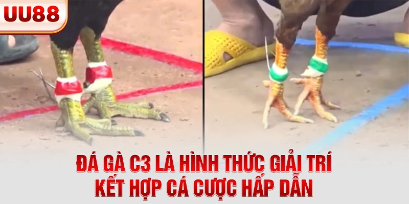 Đá gà C3 là hình thức giải trí kết hợp cá cược hấp dẫn
