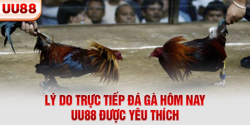 Lý do trực tiếp đá gà hôm nay UU88 được yêu thích