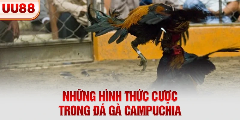 Những hình thức cược trong đá gà Campuchia