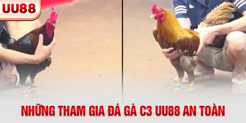 Những tham gia đá gà C3 UU88 an toàn