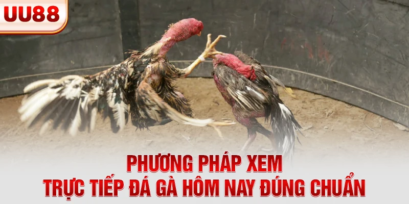 Phương pháp xem trực tiếp đá gà hôm nay đúng chuẩn