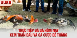 Trực tiếp đá gà hôm nay